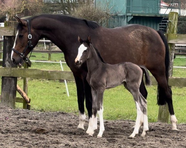 horse Cafe's Milky Way (Oldenburg, 2024, from Cafe au lait 2)
