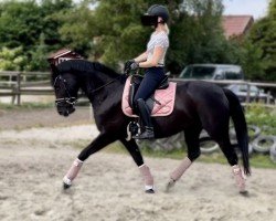 dressage horse Formidable Petite Fille (German Warmblood, 2017, from Figari)