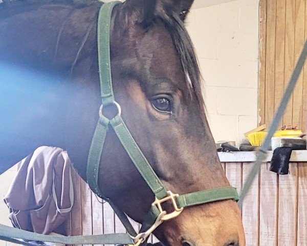 Dressurpferd Krokant LH (Trakehner, 2017, von Hofrat) Dressurpferd Krokant LH (Trakehner, 2017, von Hofrat)