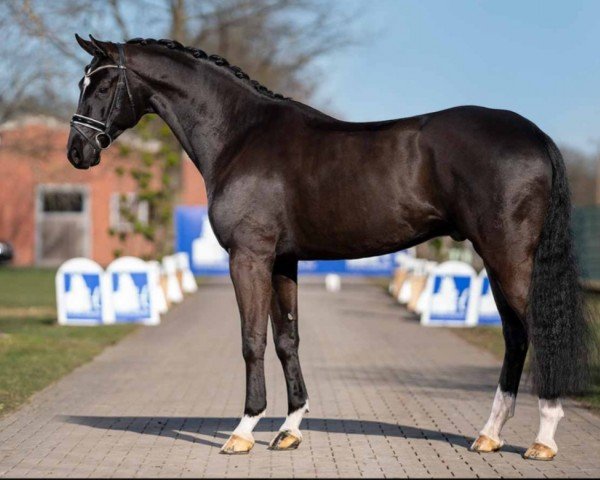 horse For de niro (Oldenburg, 2016, from For Romance I)