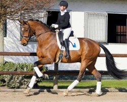 dressage horse Vaiano 2 (Westphalian, 2017, from Veneno)