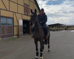 broodmare For Freedom's little Girl (German Sport Horse, 2017, from For Freedom Ekt)