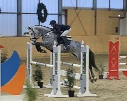 broodmare Coco Grey (German Warmblood, 2015, from Casskeni II)