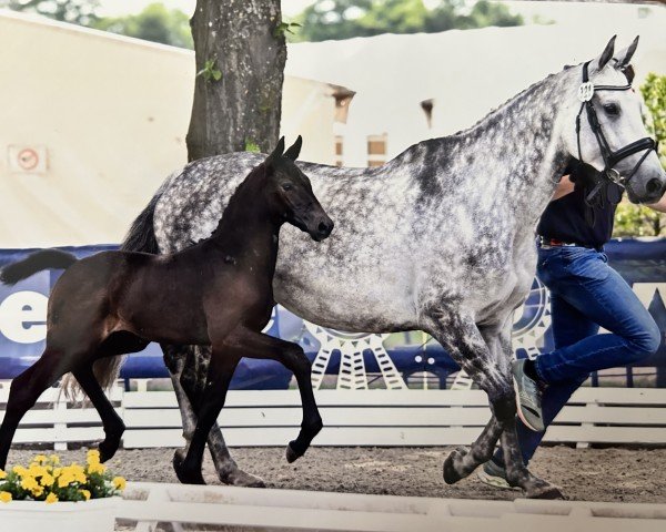 horse Conthinero (Oldenburg show jumper, 2023, from Conthalou)