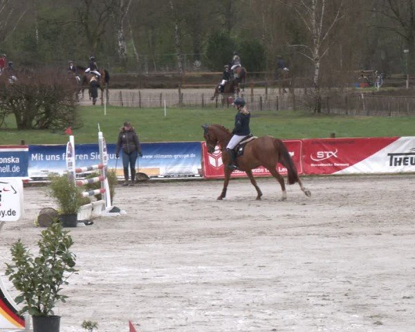 Reitturnier Westergellersen 2024
