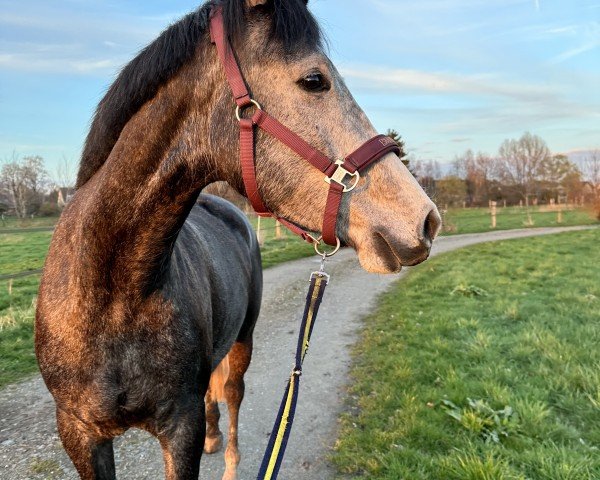 horse Harvstsünn (German Sport Horse, 2020, from HICKSTEAD WHITE)