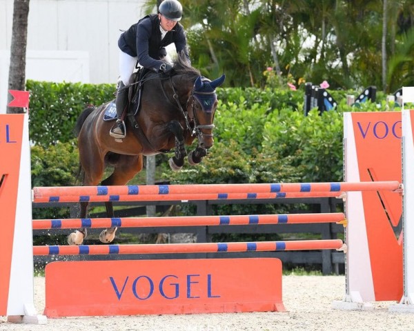 jumper Nefertiti Optima (Belgian Warmblood, 2013, from Balou du Rouet) jumper Nefertiti Optima (Belgian Warmblood, 2013, from Balou du Rouet)