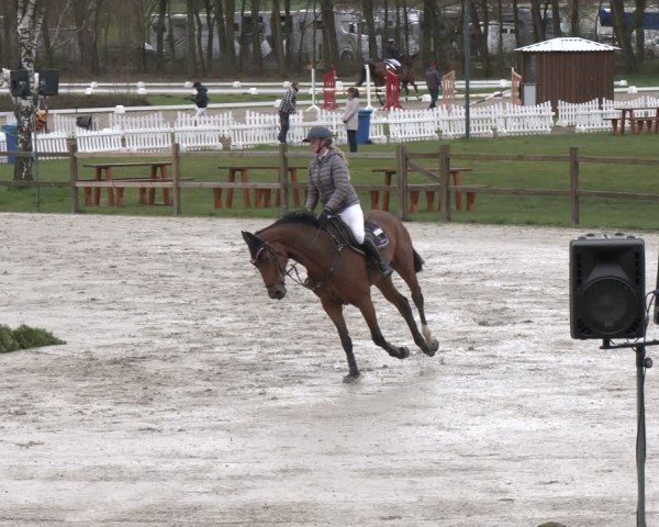 Reitturnier Westergellersen 2024