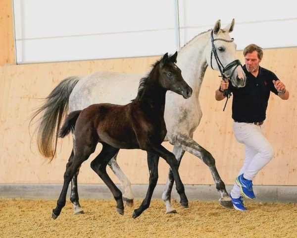 horse Duchess Silvermoon ANW (Oldenburg, 2023, from Vivanero)