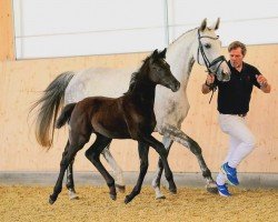 horse Duchess Silvermoon ANW (Oldenburg, 2023, from Vivanero)