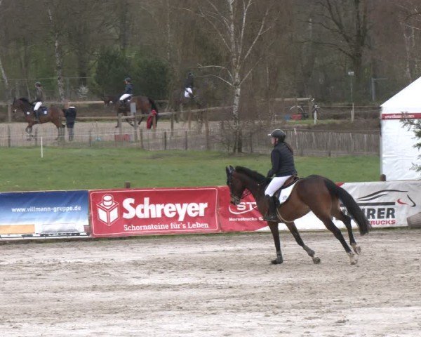 Reitturnier Westergellersen 2024