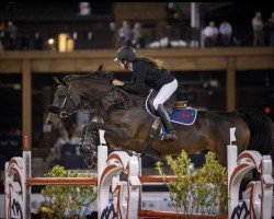 jumper Luminaria Ls La Silla (Mexican Riding Horse, 2011)