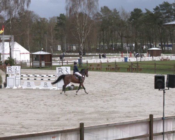 Reitturnier Westergellersen 2024