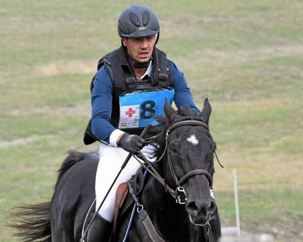 Pferd Quiland Menjoulet (Selle Français, 2004, von Trophee du Rozel)