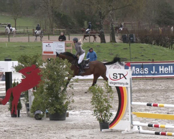 Reitturnier Westergellersen 2024