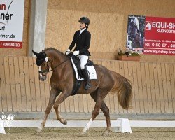 horse Fliegende Köchin (Hanoverian, 2019, from Flashback 8)
