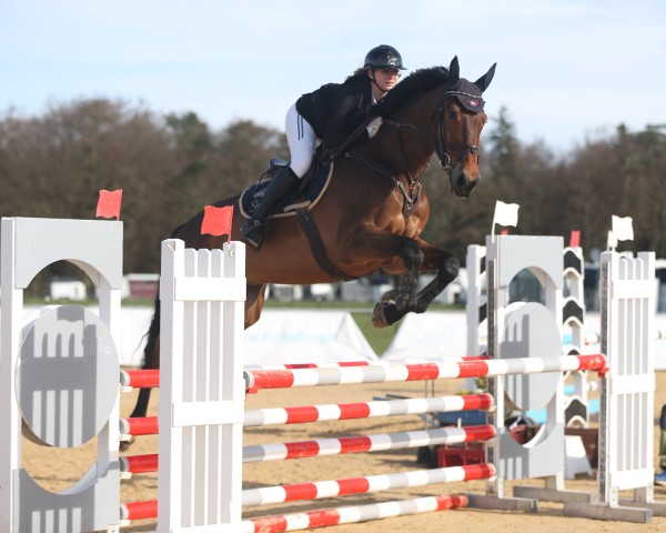 jumper Elia WE CH (Swiss Warmblood, 2014, from Kannan)