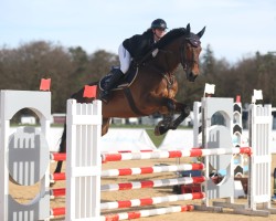 jumper Elia WE CH (Swiss Warmblood, 2014, from Kannan)