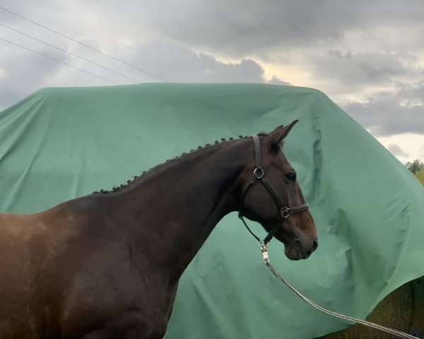 dressage horse Willy Wonka 8 (Mecklenburg, 2007, from World Pleasure)