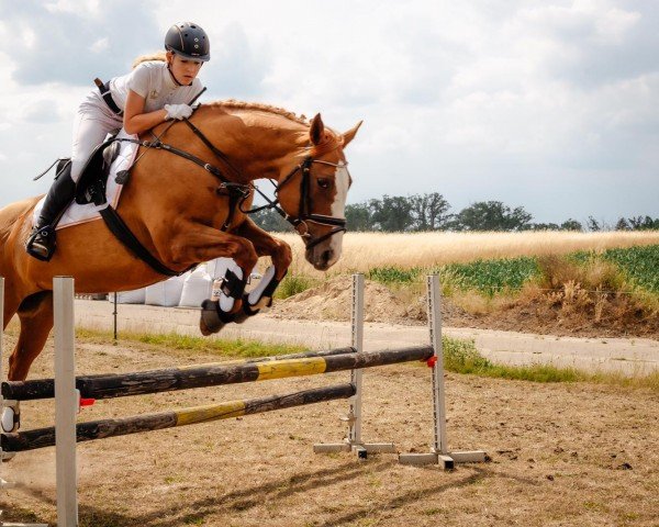Pferd Thereca (unbekannt,  )