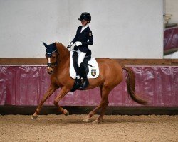broodmare Frisingas Hayley (German Riding Pony, 2011, from Buschhof)