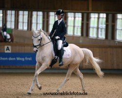 dressage horse Di Gio (Nederlands Welsh Ridepony, 2018, from Nieuwmoed's Mister Right)