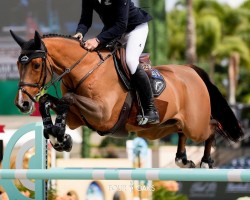 jumper Good Morning B (KWPN (Royal Dutch Sporthorse), 2011, from Eldorado van de Zeshoek)