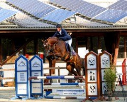 stallion Untouched Son JPS (Westphalian, 2019, from Untouched)