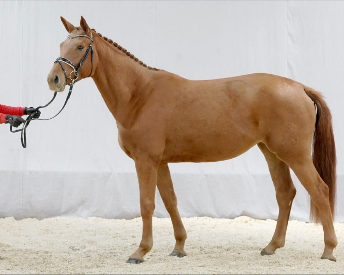 broodmare Chérie 5 (Westphalian, 2017, from C-Trenton Z)