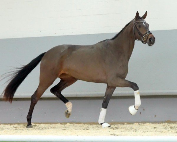 Pferd Rock'n Rose (Westfale, 2018, von Rock Forever NRW)