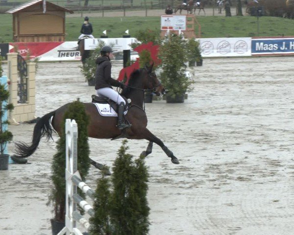 Reitturnier Westergellersen 2024