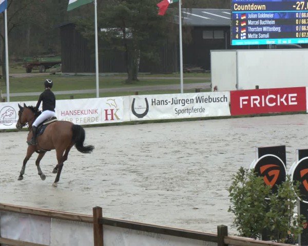 Reitturnier Westergellersen 2024
