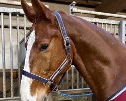 Springpferd Amber Jack D (Deutsches Sportpferd, 2017, von Aganix du Seigneur)