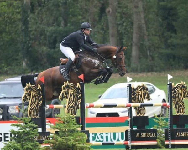jumper Adonis vd Nosahoeve Z (Zangersheide riding horse, 2017, from Aganix du Seigneur) jumper Adonis vd Nosahoeve Z (Zangersheide riding horse, 2017, from Aganix du Seigneur)