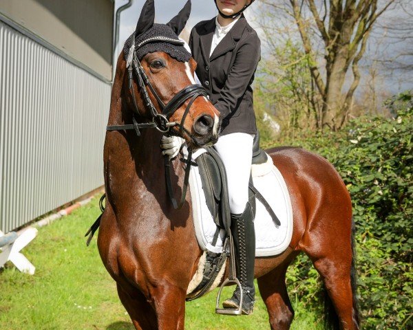 dressage horse Benetton's Brezel de Luxe (German Riding Pony, 2019, from Benetton S)