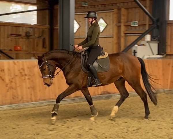 Pferd Cayolensky (Hannoveraner, 2021, von Caytens)