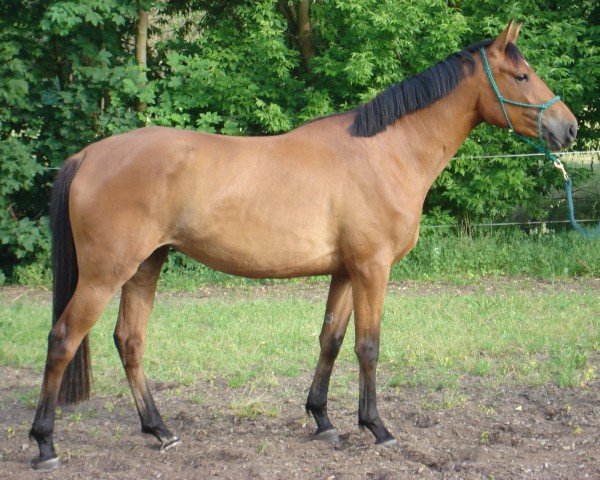 horse Valencia (Trakehner, 2004, from Le Tigre AA)