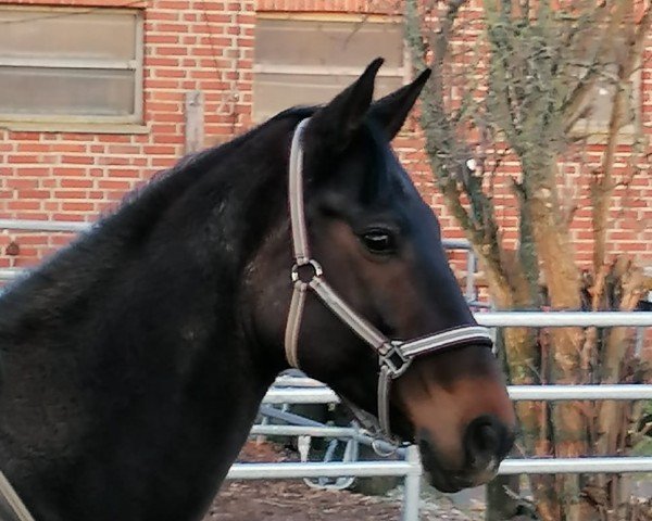 Pferd Da Vinci 328 (Deutsches Reitpferd, 2013, von Don Girovanni)