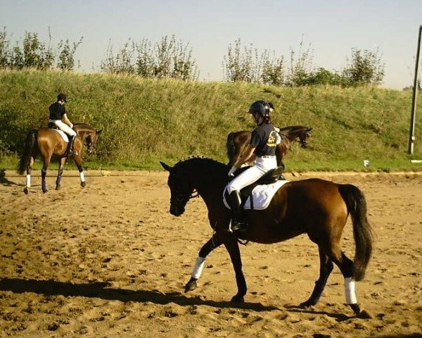 dressage horse Himora (Trakehner, 2002, from Le Tigre AA)