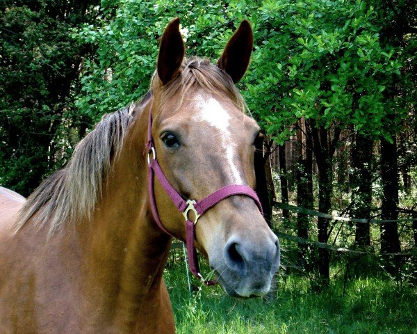 broodmare Hirtin II (Trakehner, 1992, from Humor 1350) broodmare Hirtin II (Trakehner, 1992, from Humor 1350)
