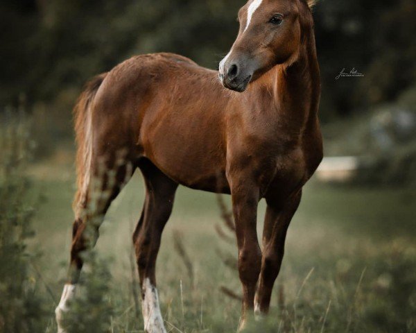Pferd Constars Bacardi (Deutsches Reitpony, 2023, von Belissimo HS)