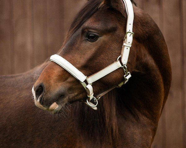 Pferd Constars Dylan (Deutsches Reitpony, 2019, von Dark Highlight AT)