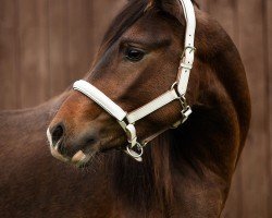horse Constars Dylan (German Riding Pony, 2019, from Dark Highlight AT)