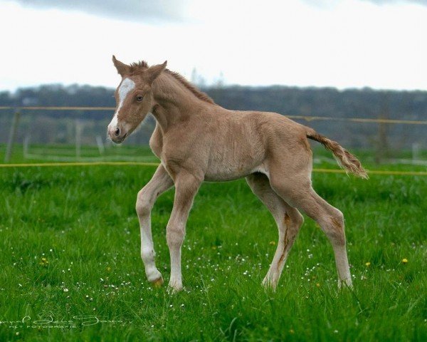 horse HLT Ginny Weasley (German Riding Pony, 2024, from FS Next Diamond)