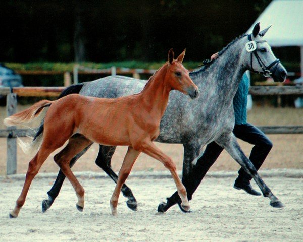 horse Herold (Trakehner, 2018, from Edmonton)