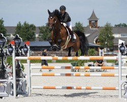 jumper Dream Alive Hero (Belgium Sporthorse, 2009, from Erco van het Roosakker)