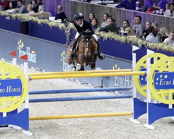 jumper NISTRIA D'O (Belgian Warmblood, 2013, from Falco)