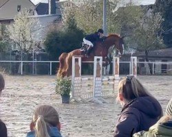Springpferd Dagobert Donnerknall (Hannoveraner, 2016, von Dancier)
