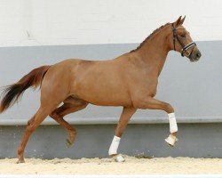 Springpferd Salomon Simply Special (Westfale, 2018, von Sir Heinrich OLD)