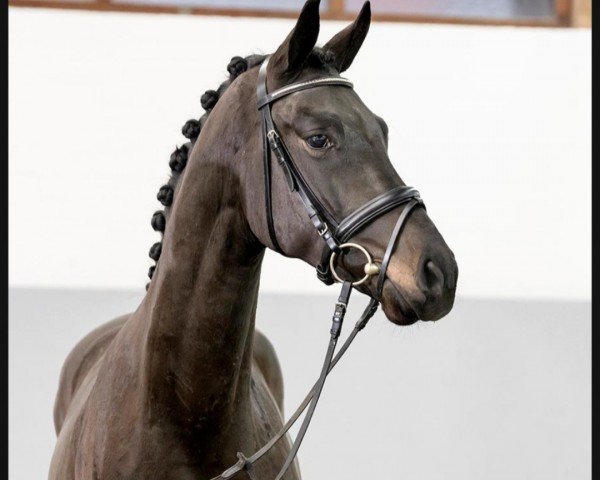 horse Fürstenglanz (Hanoverian, 2018, from Fürstenball)
